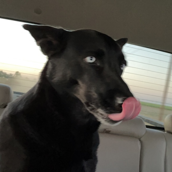 Meet your Posher, Audrey - Picture 1 of 1